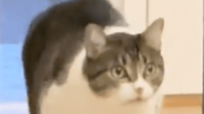 gatto allucinato