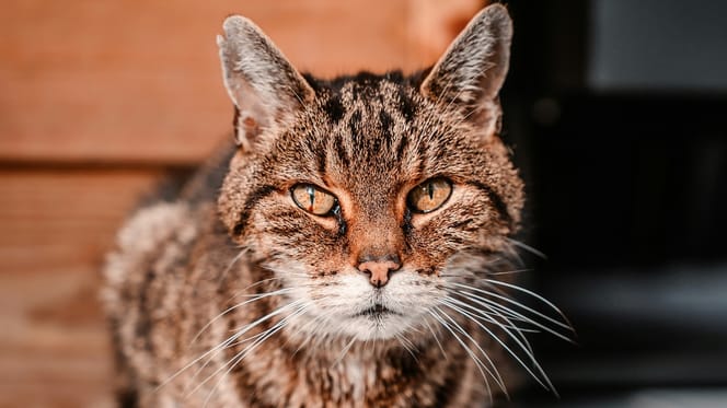 gatto anziano