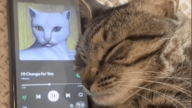 gatto ascolta la musica