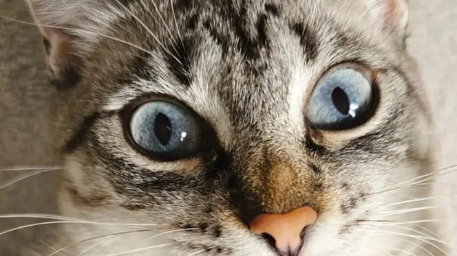 Chat avec des lèvres humaines