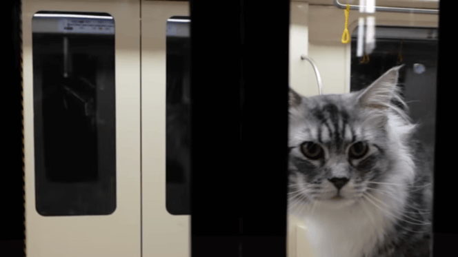 gatto in metropolitana