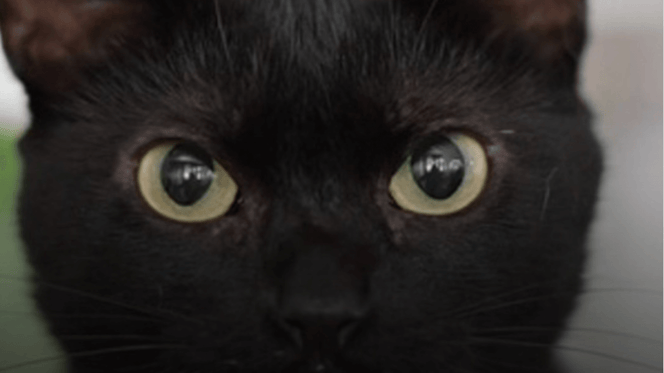 gatto nero