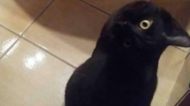 gato negro parece un cuervo