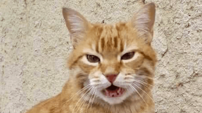 gatto Rossini
