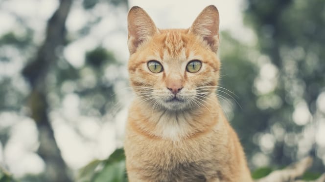 gatto rosso con occhi verdi
