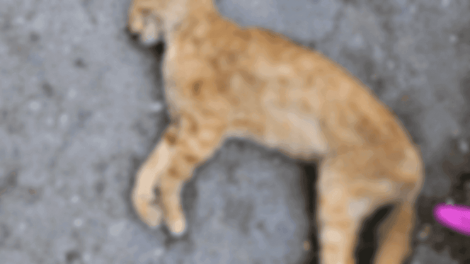 gatto seviziato