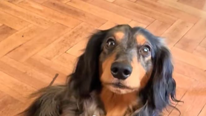 George il cane