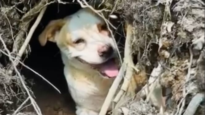 Georgia la chienne