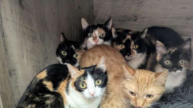 Gerettete Katzen