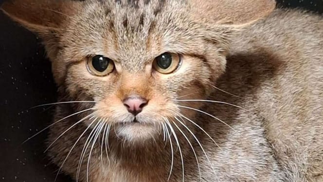 Gerettete Wildkatze