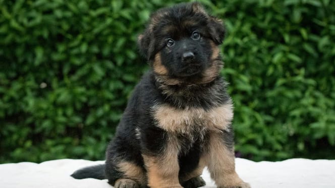 German Shepherd puppy