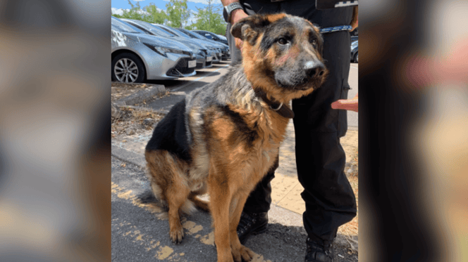 German Shepherd rescued from hot car in Wiltshire