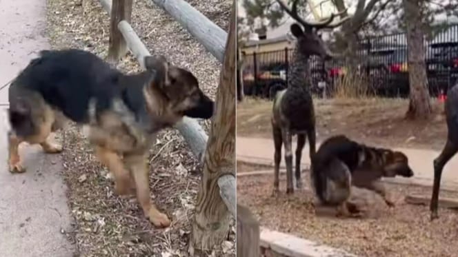 German Shepherd with deer statues