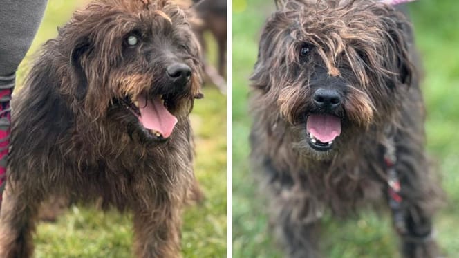 Gilbert et Nicole, chiens à adopter ensemble