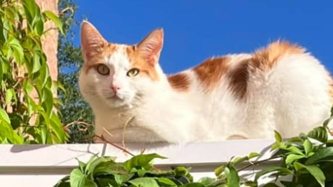 Ginger and white domestic shorthair cat sitting on wall