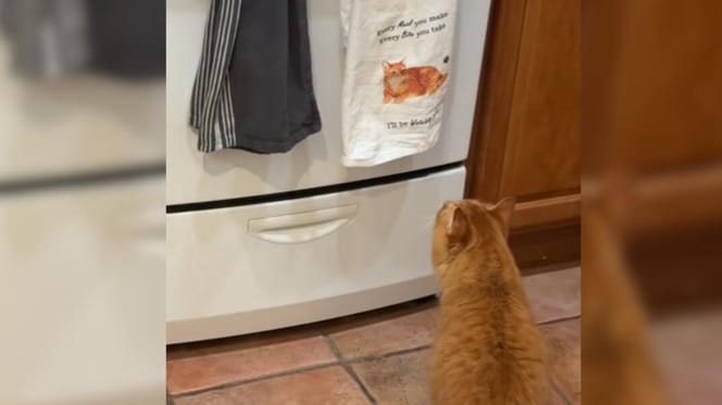 Ginger cat looking at tea towel