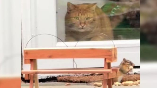 Ginger cat watching chipmunk through window