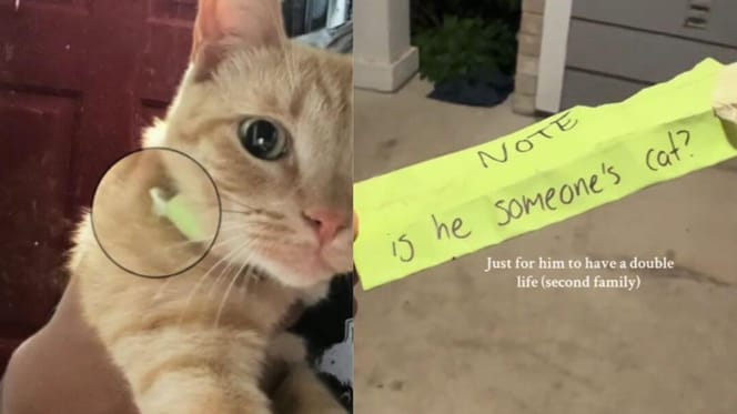 Ginger cat with yellow note on collar