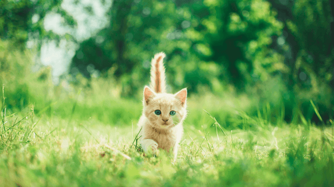 Ginger kitten walking in grass