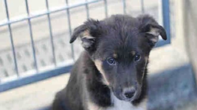Ginger une chienne à l'adoption
