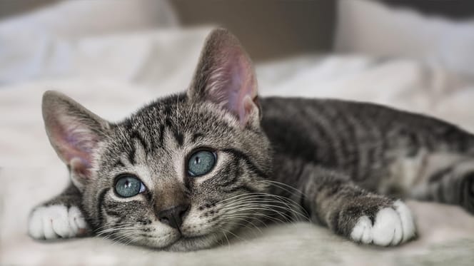 Giornata Internazionale del Gatto