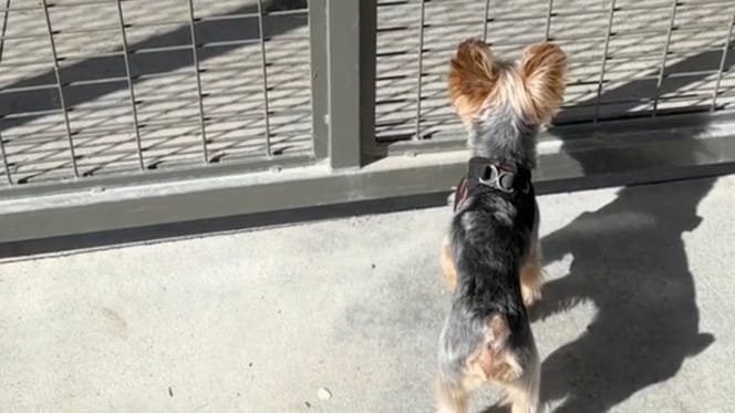 Godzilla le chien