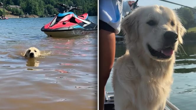 Golden Retriever Atlas, traurig nach seinem Urlaub