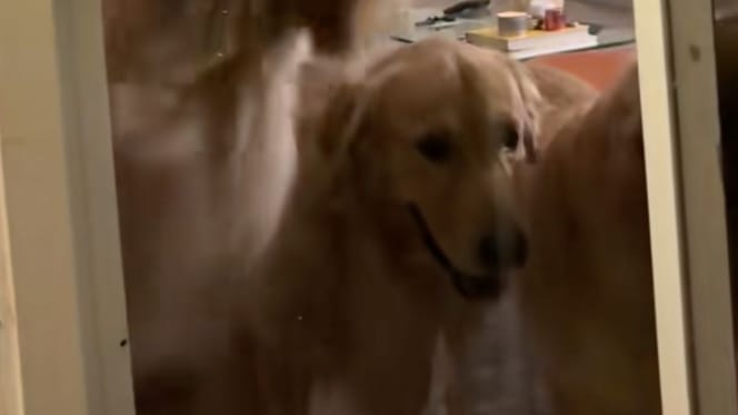 Golden Retriever in front of the door