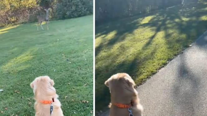 Golden Duke ziet hert en wat er dan gebeurt gaat viral