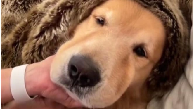 golden retriever avvolto in una coperta