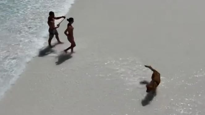 Golden i para na rajskiej plaży