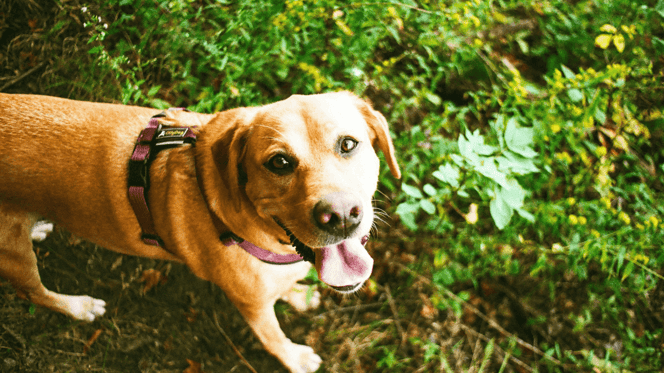 Golden Labrador panting outdoors