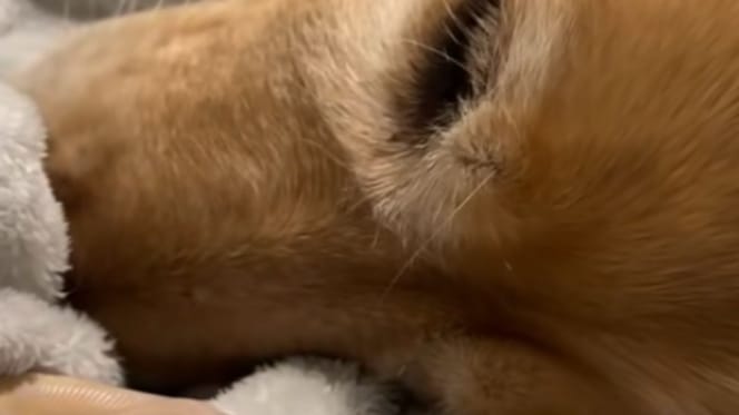 Golden qui fait la sieste