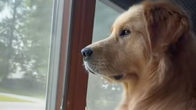 Golden Retriever