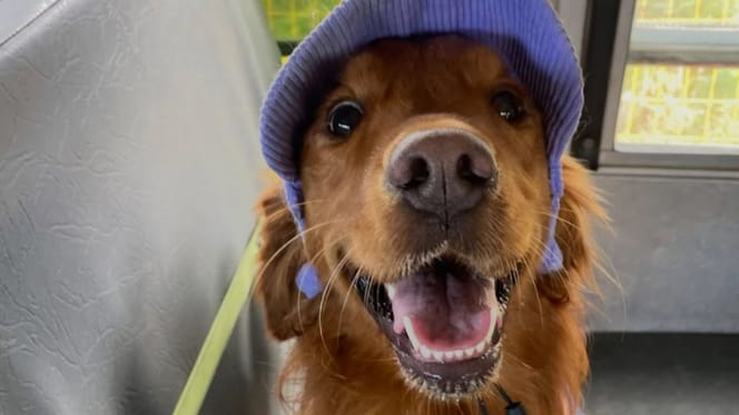Golden Retriever