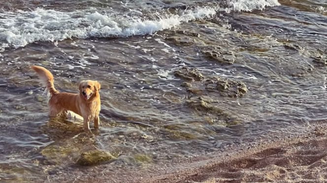 Golden retriever à la plage