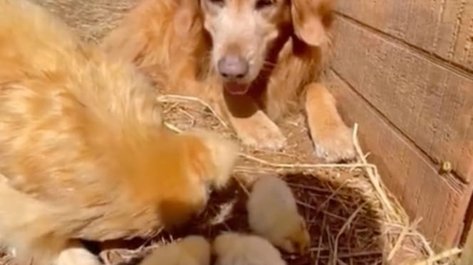 golden retriever zwierzęta z farmy