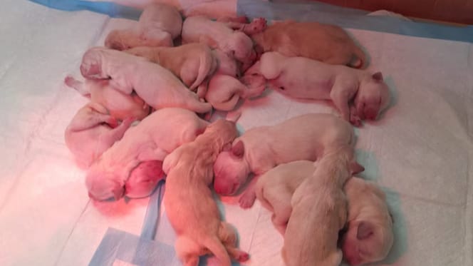 Golden Retriever bevalt van maar liefst 14 puppy's