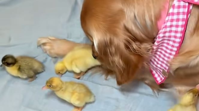 Golden Retriever and ducklings
