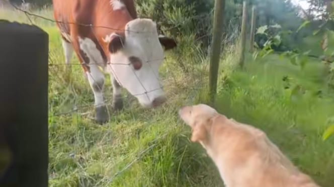 Golden Retriever et vaches
