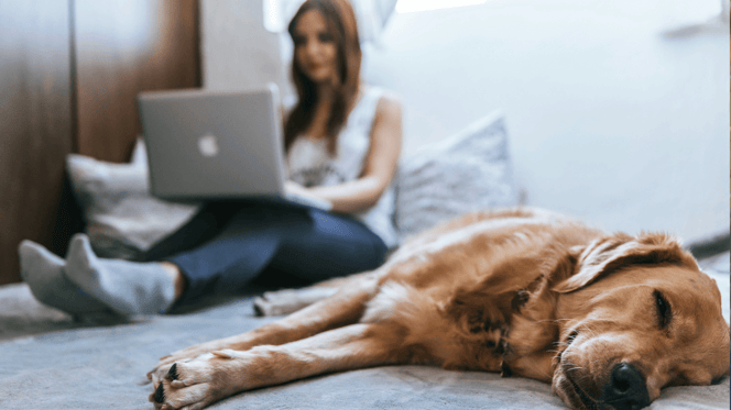 Golden Retriever lying with owner on computer