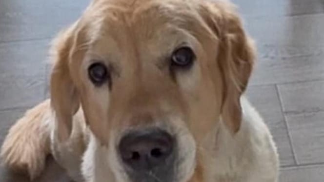 Golden Retriever Mailo