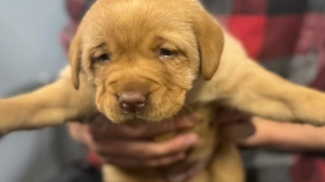 Golden Retriever malade