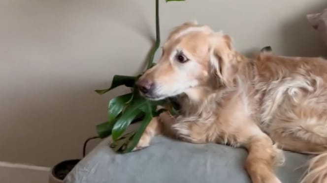 Golden Retriever auf dem Sofa