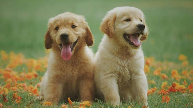 Golden Retriever puppies