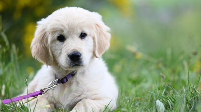Golden Retriever puppy