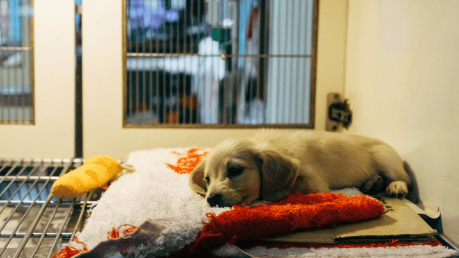 Golden Retriever puppy lying in vet bed