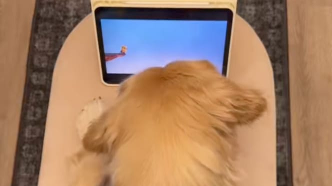 Golden Retriever qui regarde la tablette