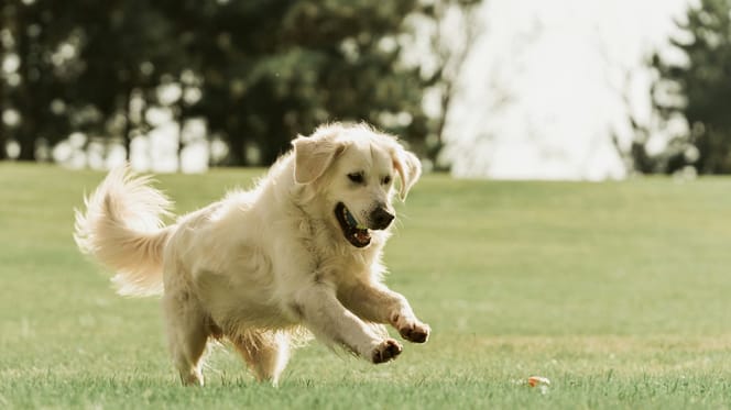Golden Retriever race chien