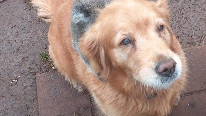 Golden Retriever ratuje małego koalę